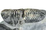 Two Huge Phacopid (Drotops) Trilobite - Issoumour, Morocco #365712-4